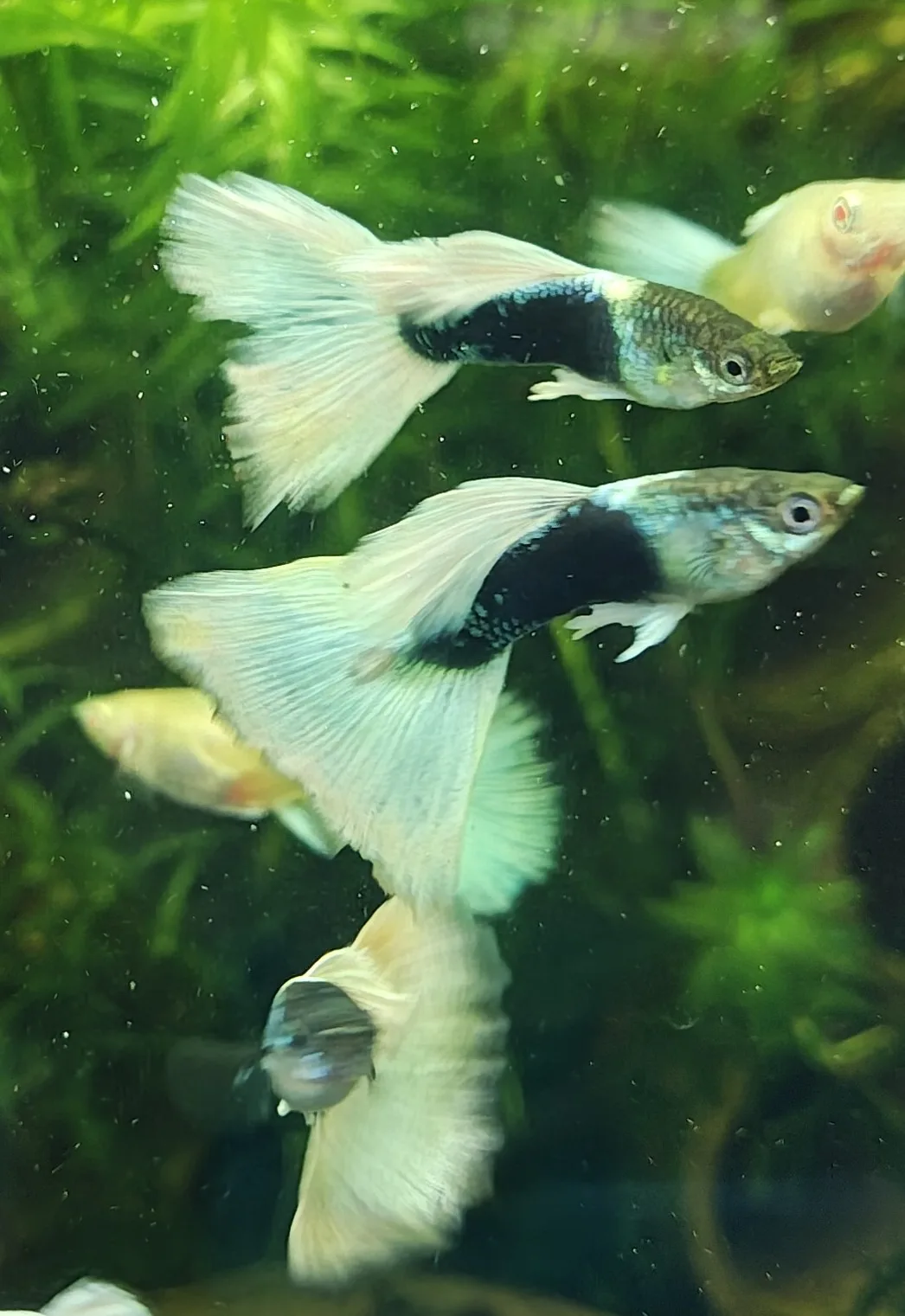 home.category_fish_image_alt