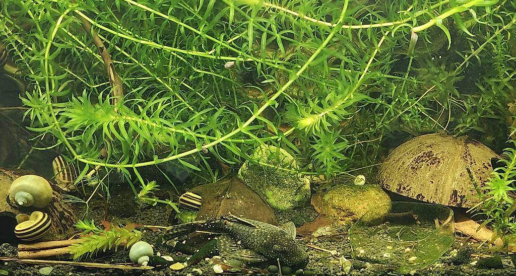 Antennwelsweibchen ausgewachsen