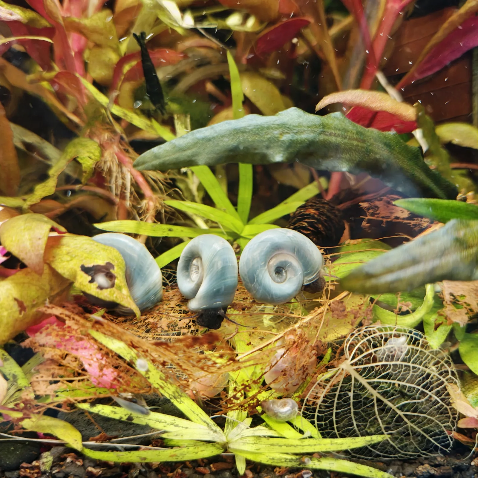 Posthornschnecke Blau