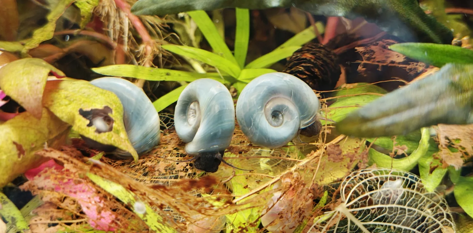 Posthornschnecke Blau Jungtiere