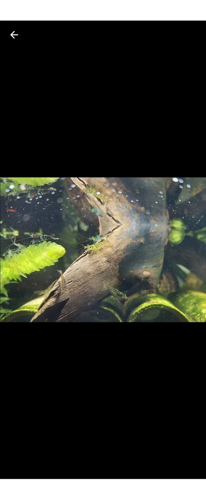 Neocaridina Zwerggarnelen