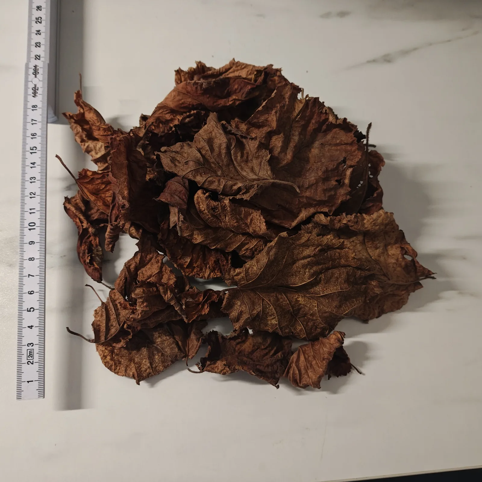 Getrocknete Haselnussblätter 10g