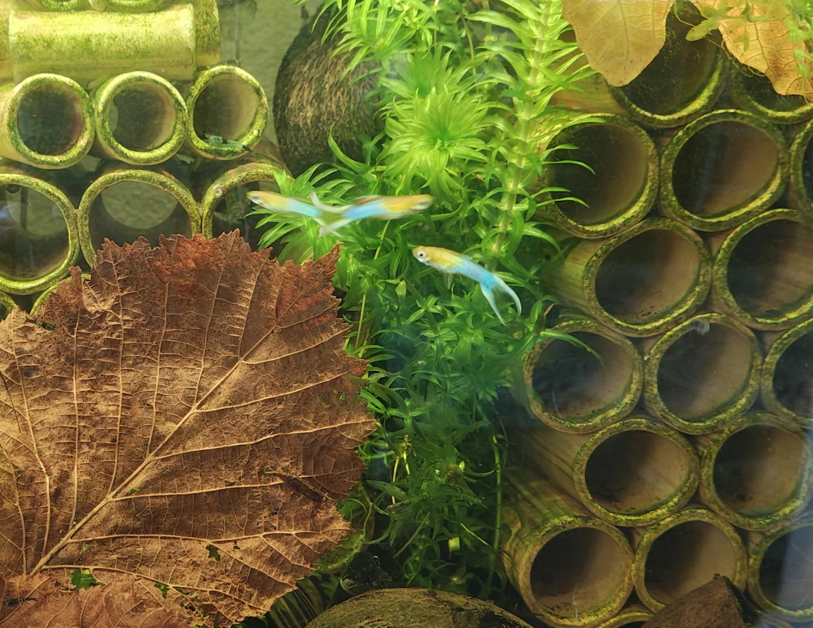 Guppy Japan Blue Gold double sword