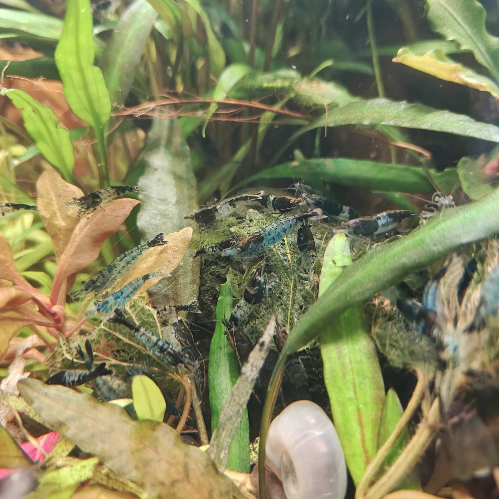 Zwerggarnelen Neocaridina blue Carbon Rili