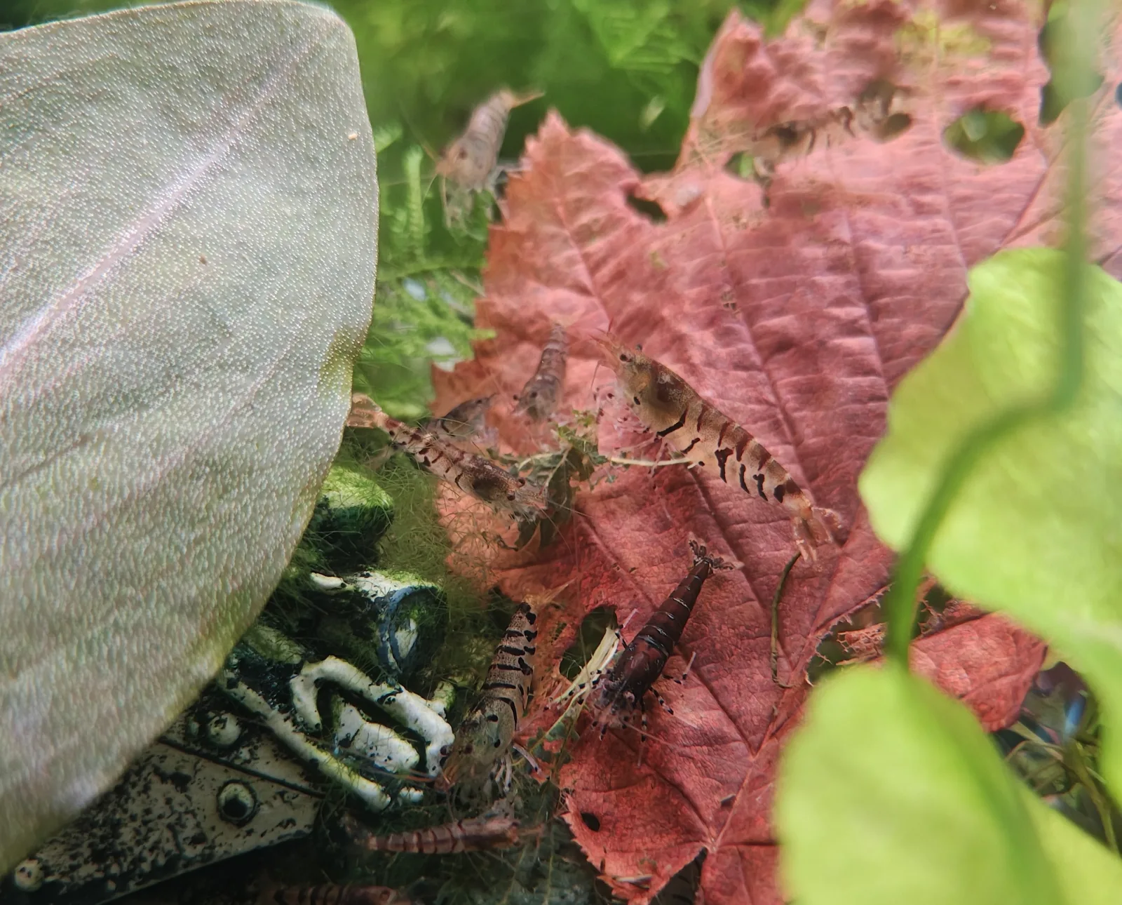 Zwerggarnelen Caridina mariae Tiger schwarze Augen