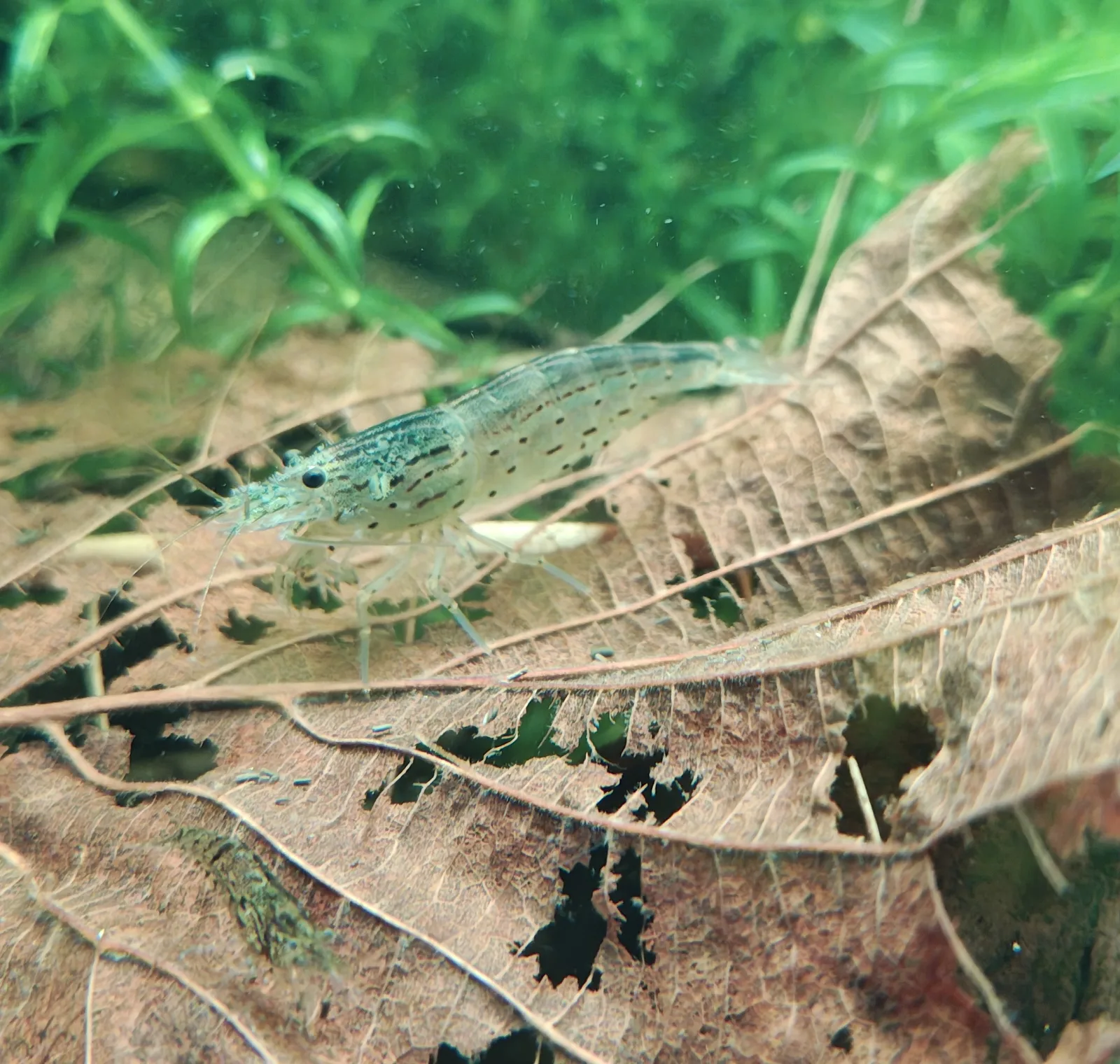 Amanogarnelen Caridina multidentata