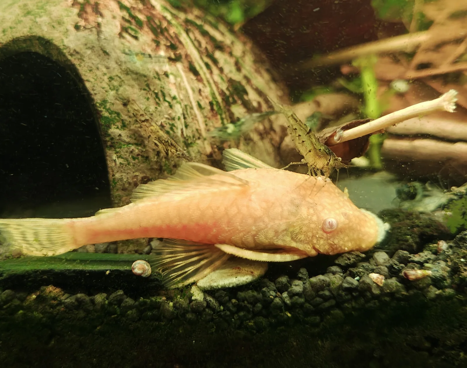 Wels L144 albino goldgelb