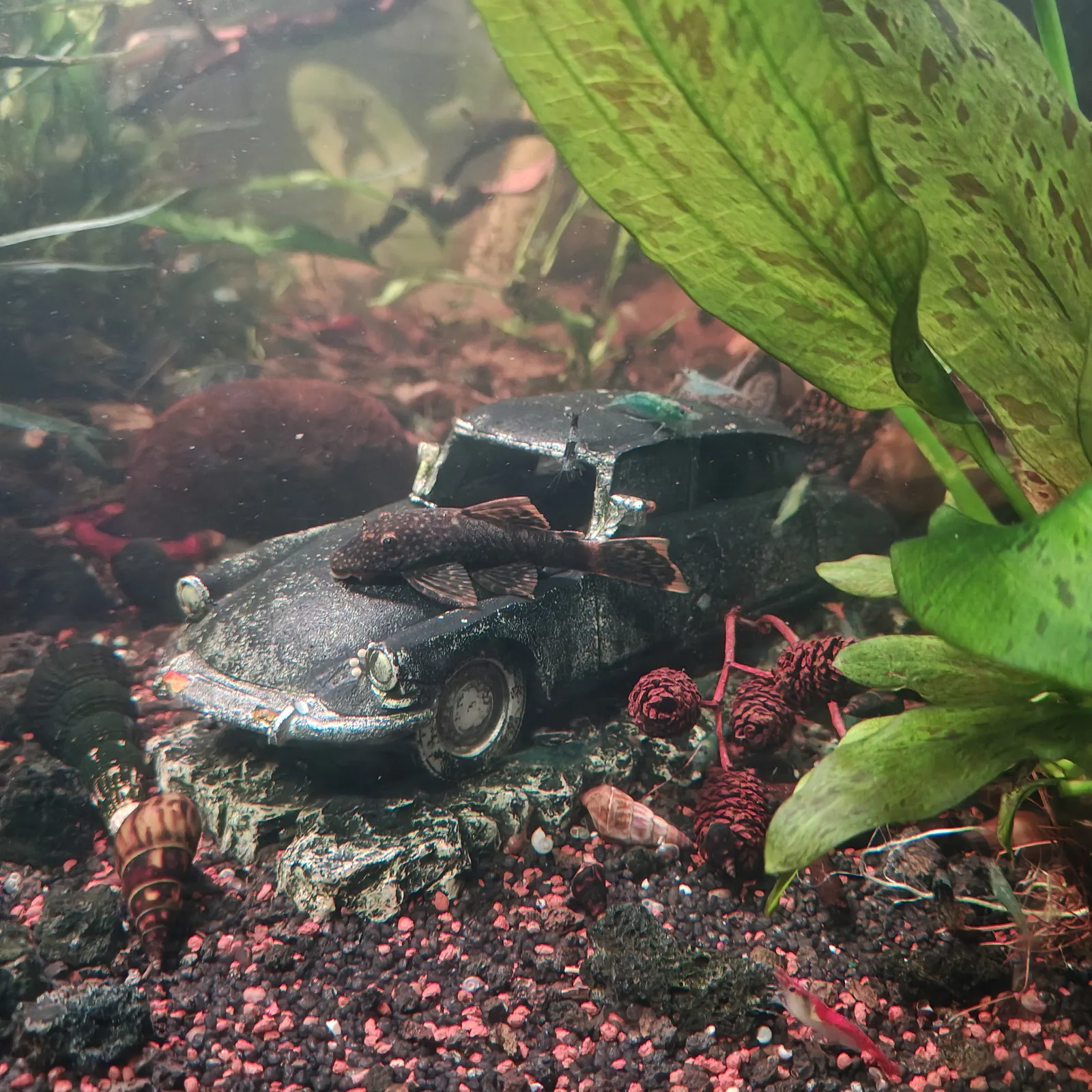 Wels Ancistrus Schildpatt