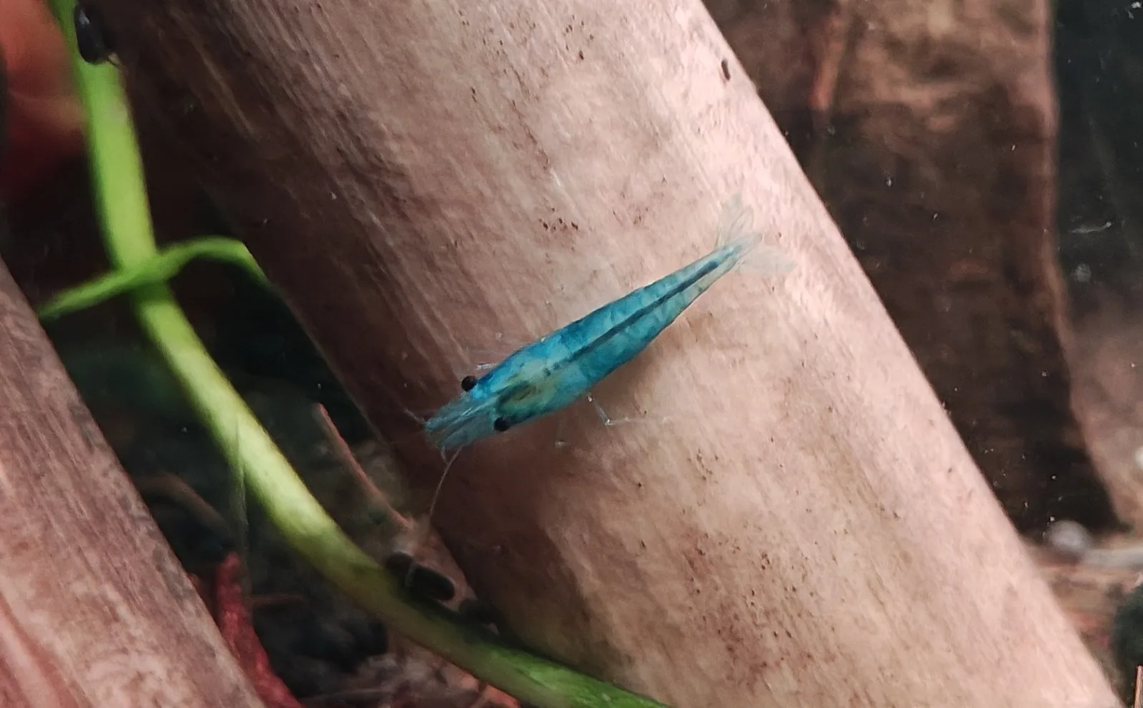 Zwerggarnelen Neocaridina blue jelly