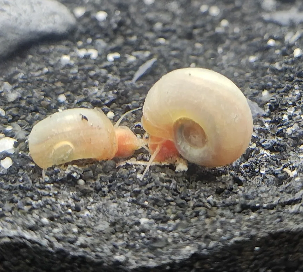 Posthornschnecke Goldpink Jungtiere