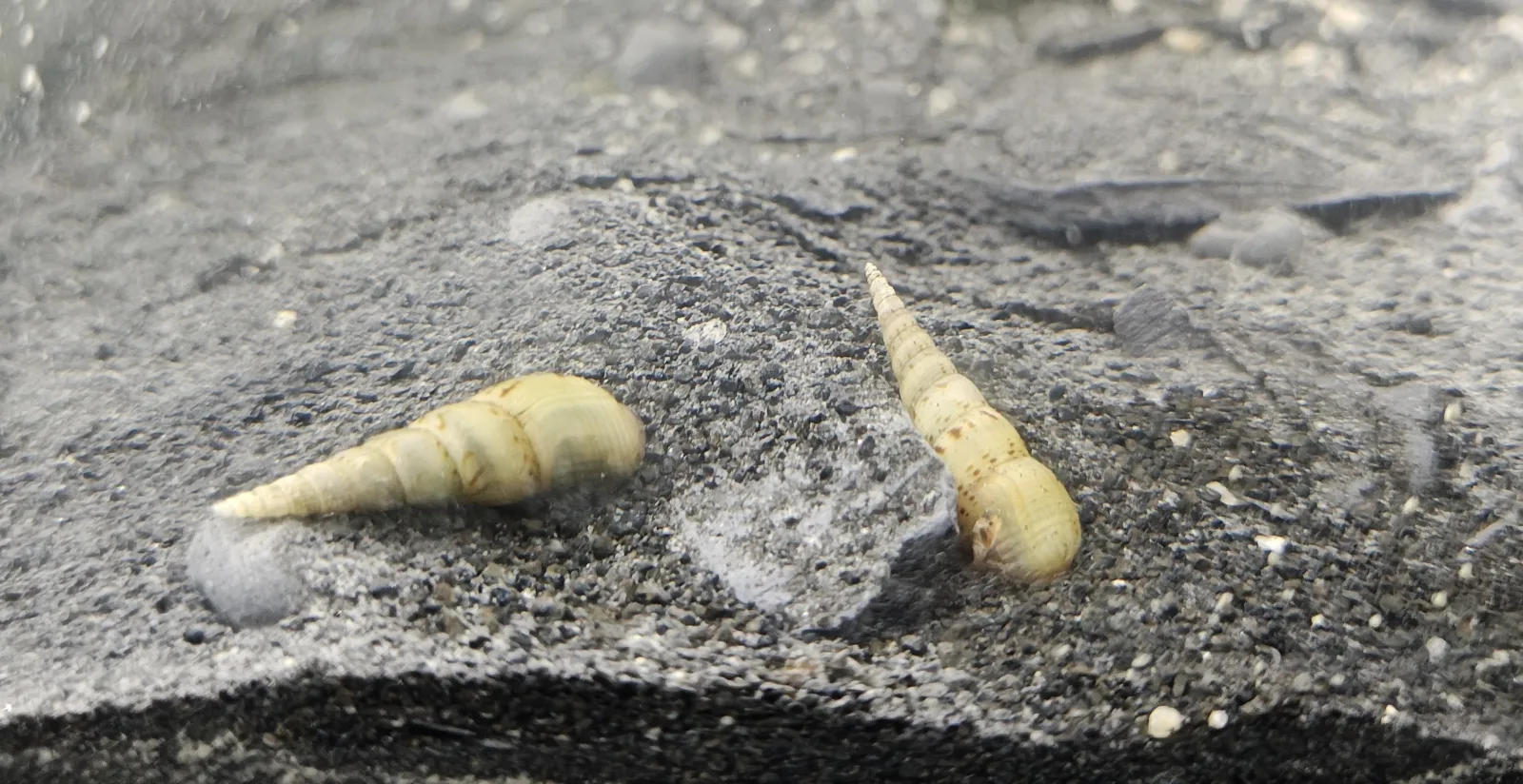 Turmdeckelschnecke Melanoides tuberculata ''Malaiische'' Jungtiere
