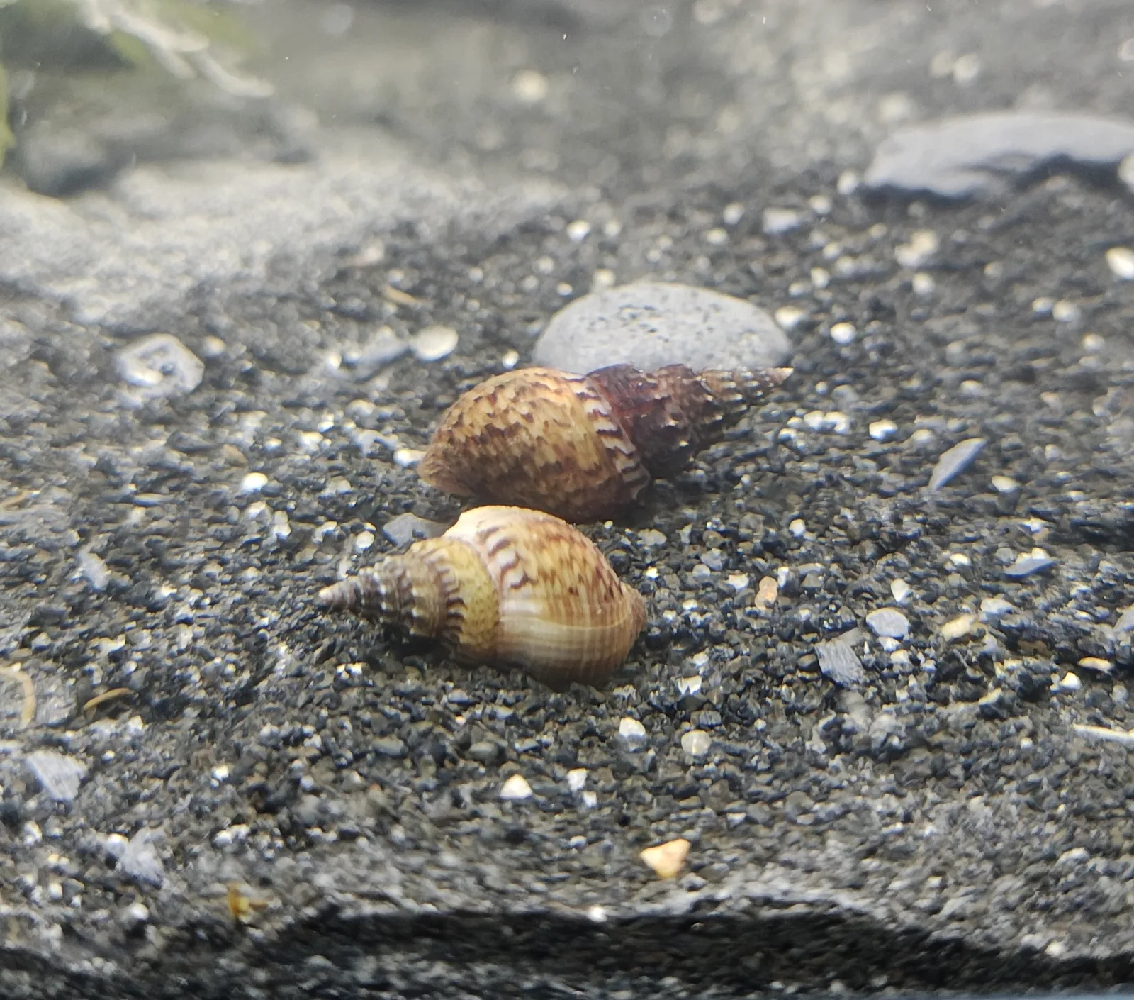 Turmdeckelschnecke genoppt Jungtiere