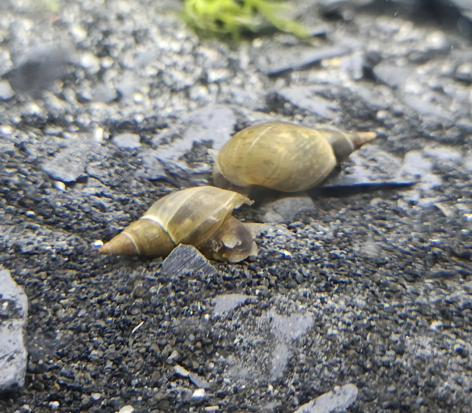 Spitzschlammschnecken fürs Aquarium und Teich Jungtiere