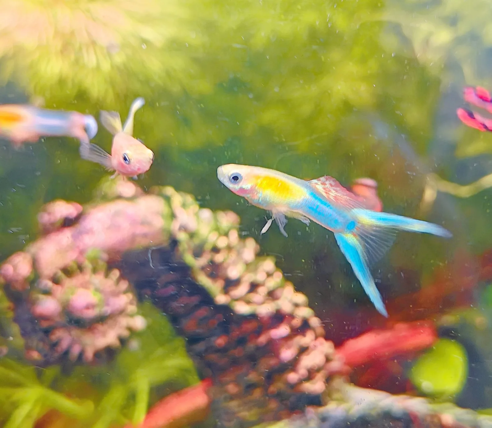 Guppy Japan Blue Gold double sword Jungtiere