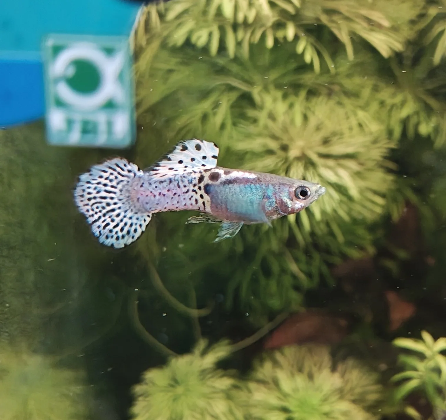 Guppy Metal Head Purple Jungtiere