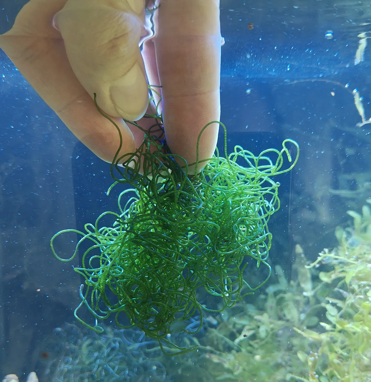 Drahtalge fürs Meerwasser