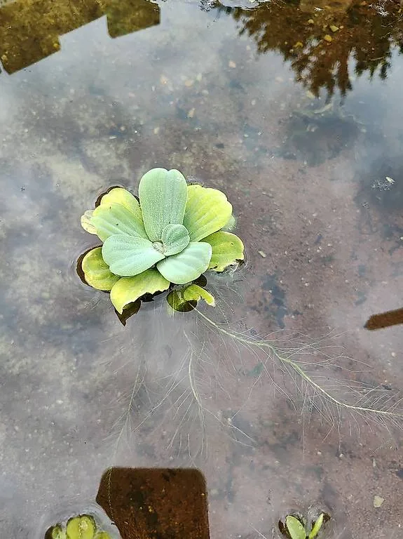 Schwimmpflanze Muschelblume Aquarium und Teich