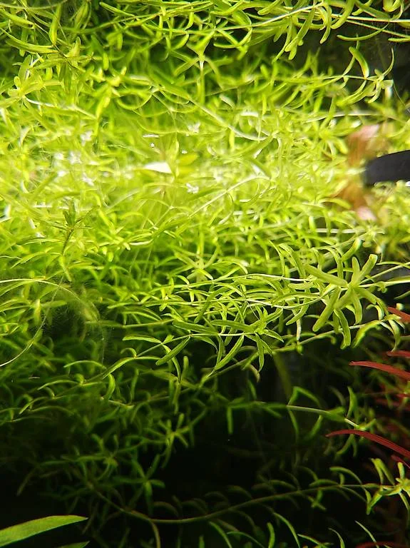 Zierliches Perlenkraut