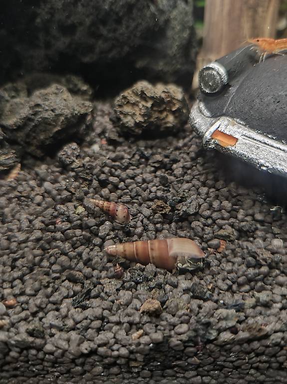 Mokka Turmdeckelschnecke Melanoides tuberculata