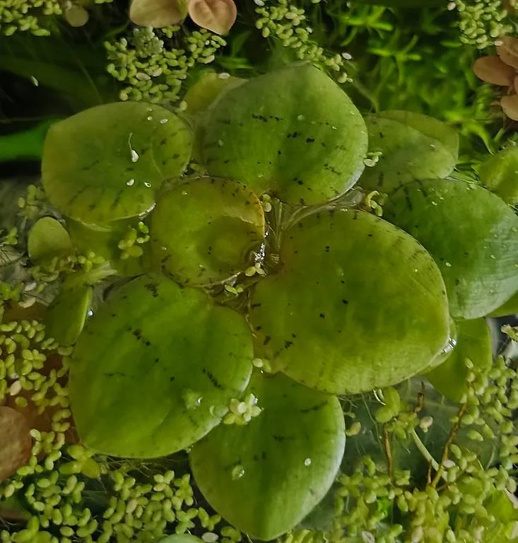 Schwimmpflanze Froschbiss