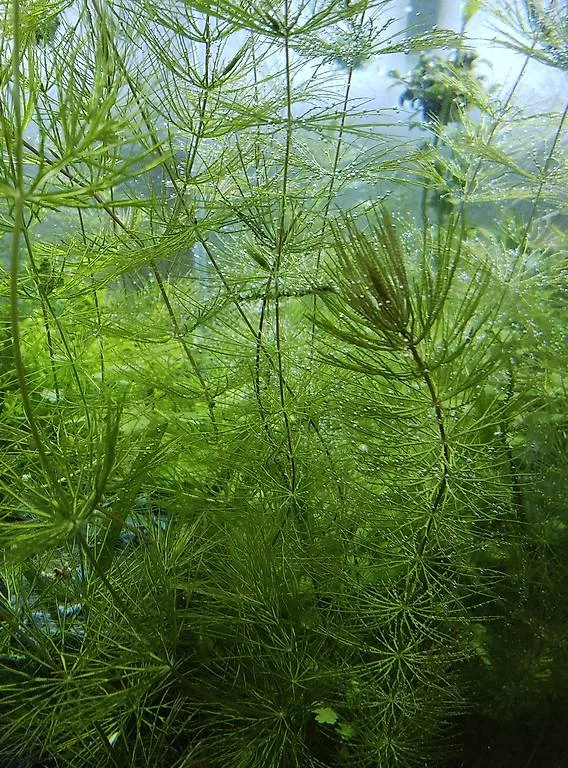 Hornkraut für Aquarium und Teich
