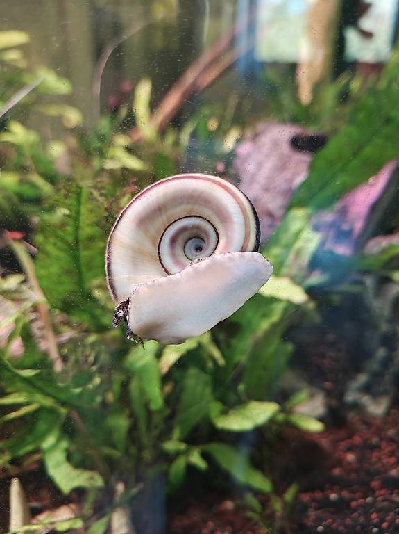 Marisa Corniarietis Paradiesschnecke