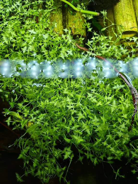 Schwimmpflanze dreifurchige Wasserlinse Aquarium und Teich