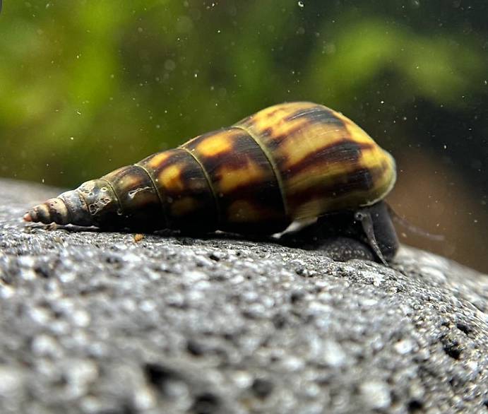 Sulcospira testudinaria