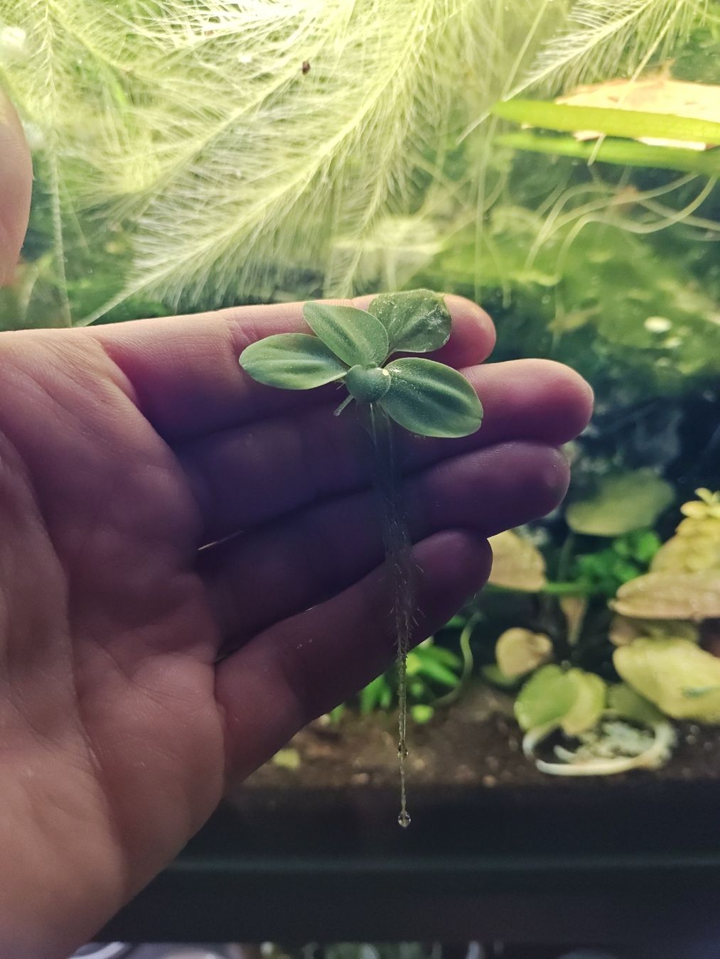 Muschelblume Schwimmpflanze