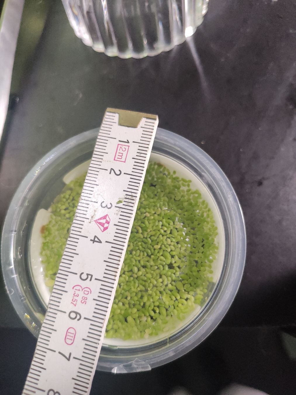 Wasserlinsen Schwimmpflanze